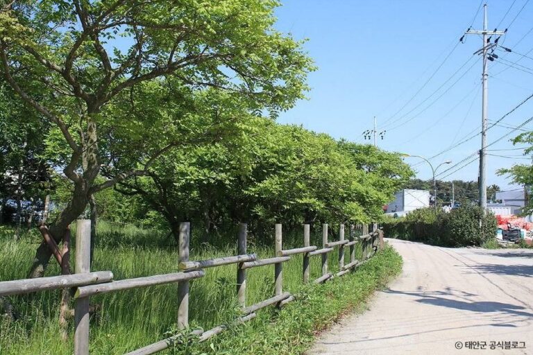 [충남] 태안 안면도 모감주나무 군락