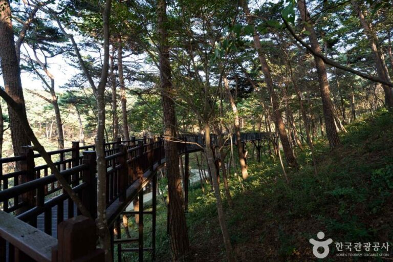 [충남] 안면도자연휴양림