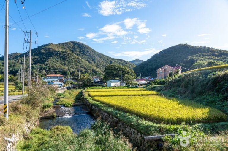 [충남] 은골구기자마을