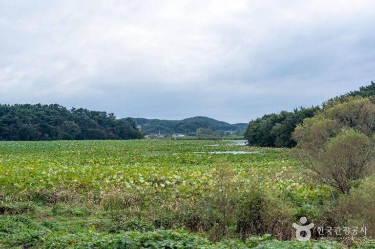 [충남] 충남 서산빛들마을
