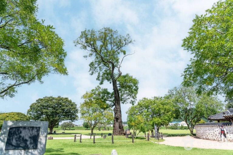 [충남] 서산 해미읍성 회화나무