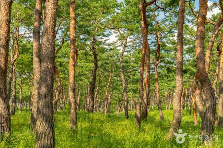 [충남] 공주 고마나루
