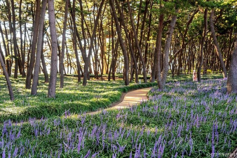 [충남] 장항송림자연휴양림