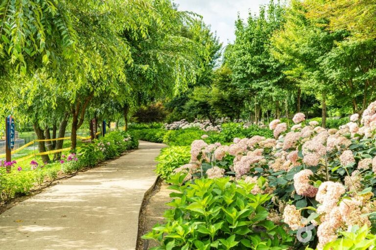 [충남] 유구색동수국정원