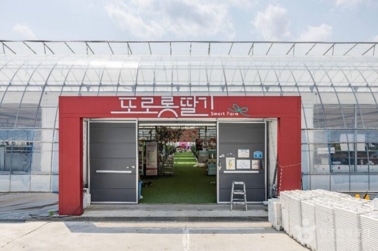 [충남] 또로롱딸기