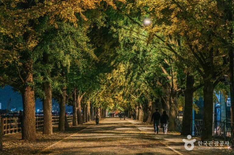 [충남] 곡교천 은행나무길