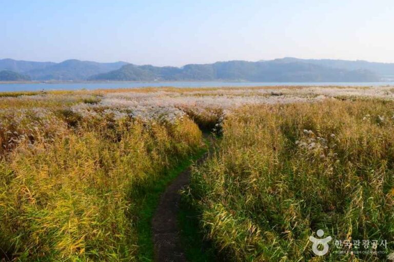 [충남] 신성리 갈대밭