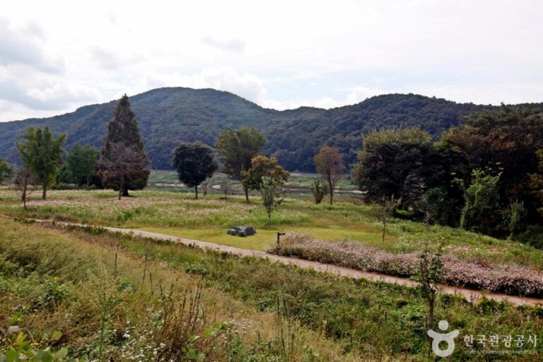 [충남] 석장리 계절별 꽃단지