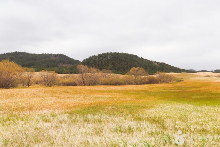 [충남] 태안 신두리 해안사구