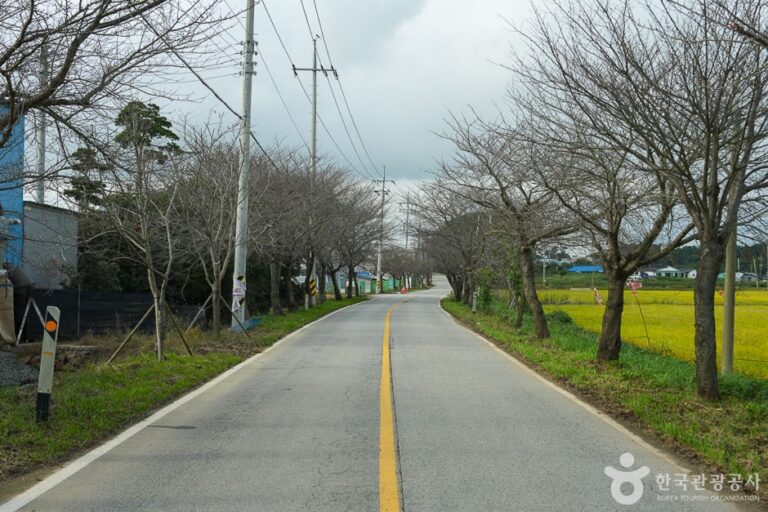 [충남] 남면 벚꽃길