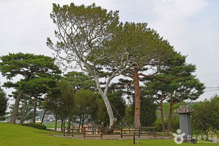 [충남] 예산 용궁리 백송