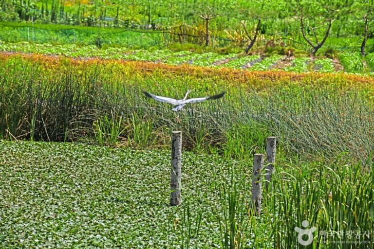 [충북] 금곡소류지