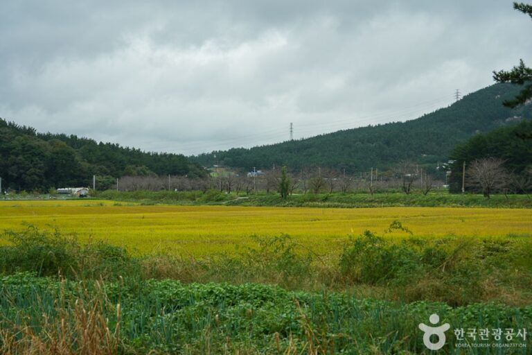 [충남] [솔향기길] 4코스