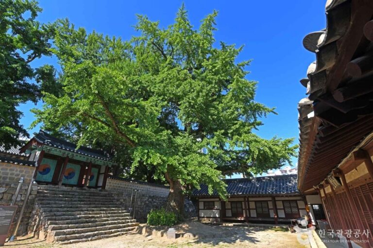 [충남] 서산향교 은행나무