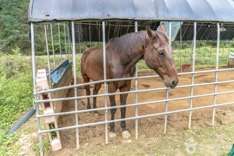 [강원] 애니멀스토리(강릉)