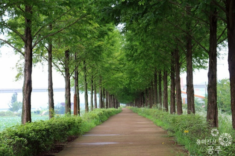 [충남] 메타세콰이어길