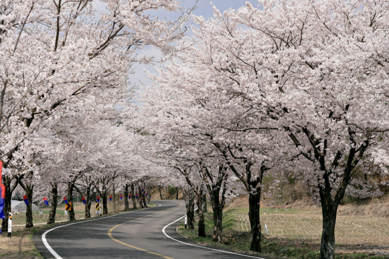 [충남] 장곡사벚꽃길