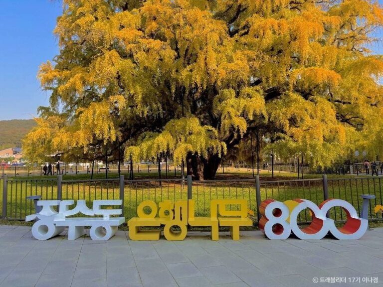 [인천] 장수동은행나무