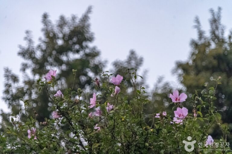 [강원] 강릉 방동리 무궁화