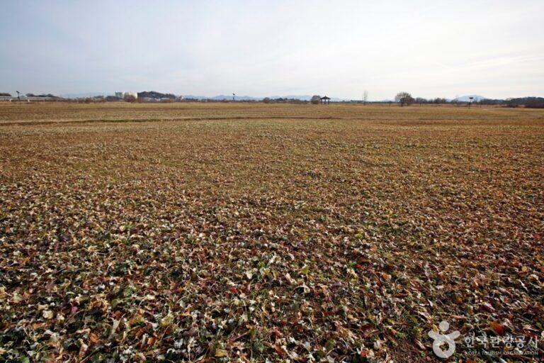 [충남] 금강3공구야생초화원