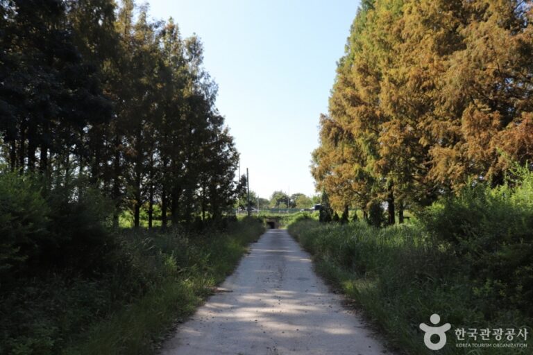 [대전] 회덕메타세쿼이아길