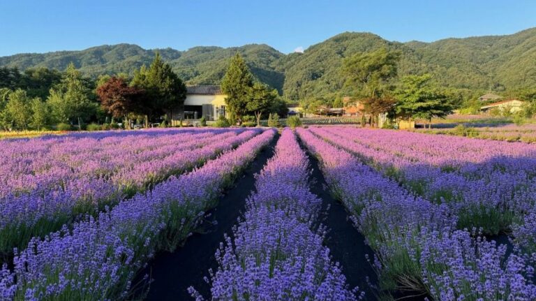 [강원] 하늬라벤더팜