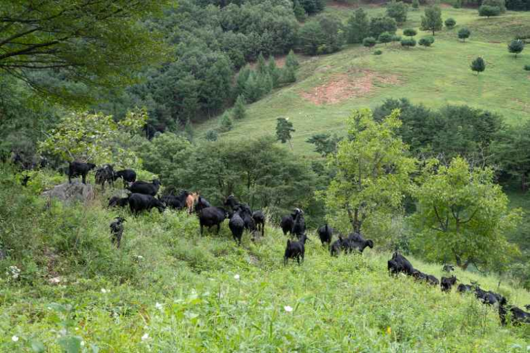 [강원] 산너미목장