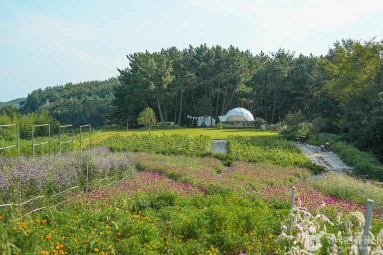 [충남] 해바라기올래정원