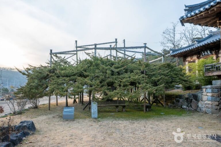 [경북] 안동 주하리 뚝향나무