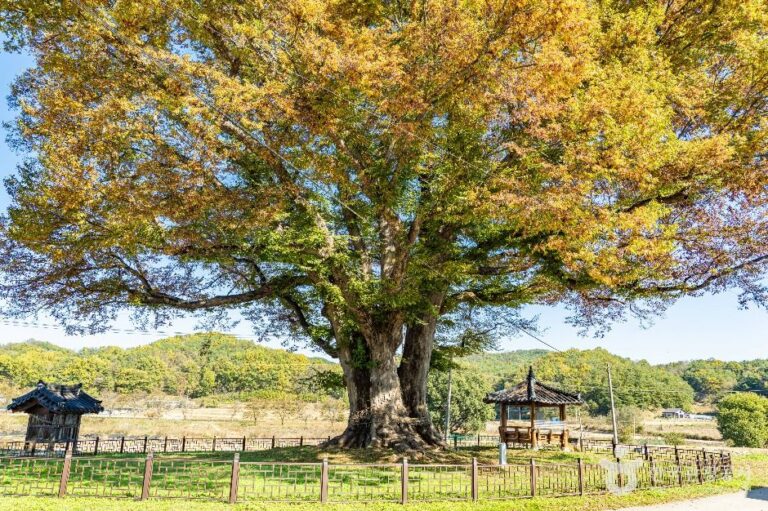 [경북] 안동 사신리 느티나무