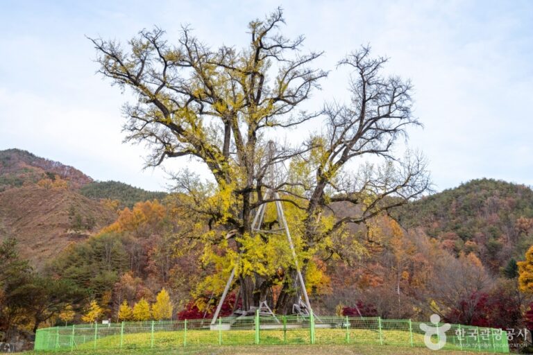 [경북] 안동 용계리 은행나무