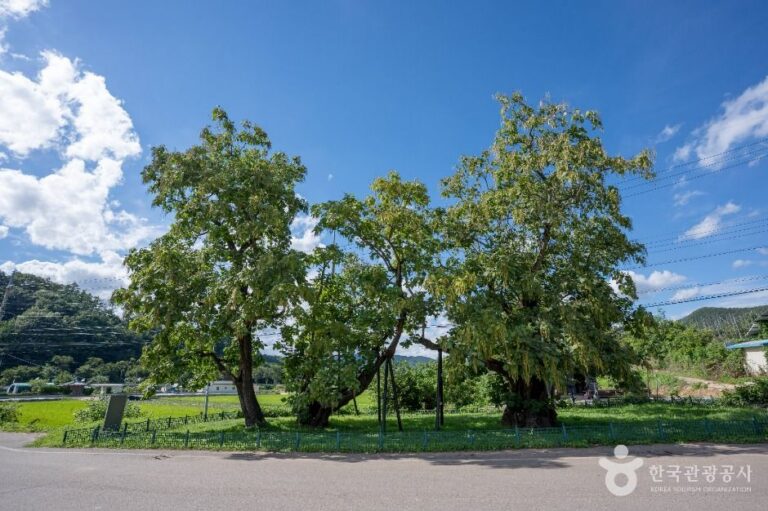 [경북] 청송 홍원리 개오동나무