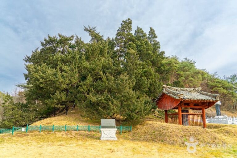 [경북] 청송 장전리 향나무