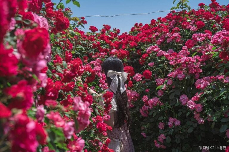 [경북] 경산 하양경관농업단지