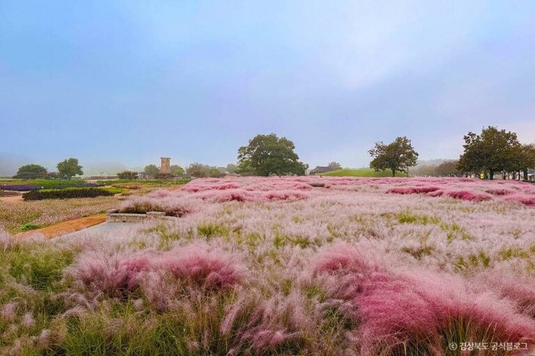 [경북] 경주 핑크뮬리(경주 핑크뮬리 군락지)