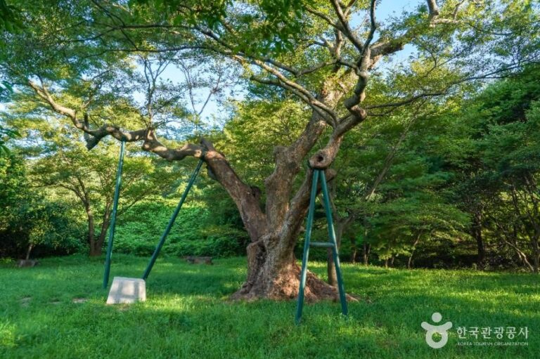 [경북] 포항 마북리 느티나무