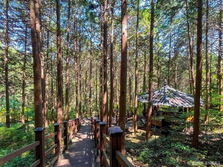 [경북] 건천편백나무숲