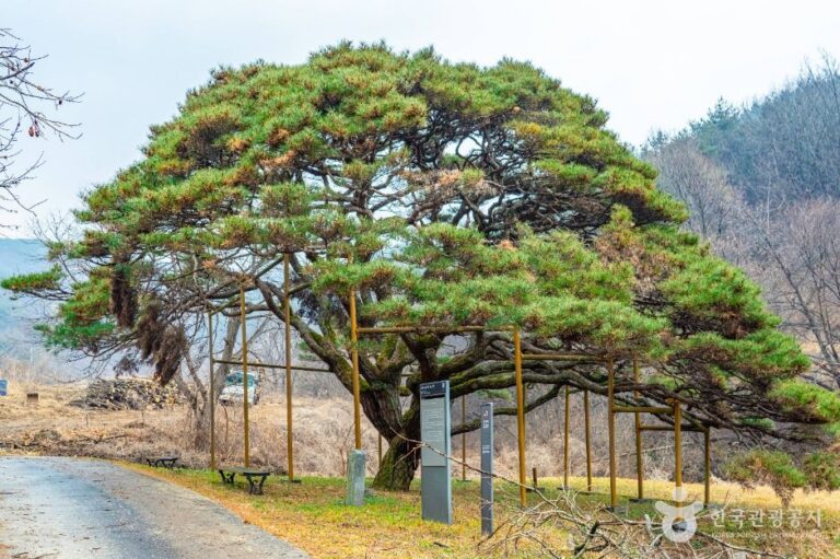 [경북] 예천 사부리 소나무