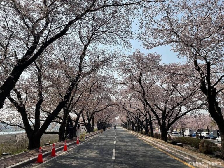 [경북] 흥무로 벚꽃길