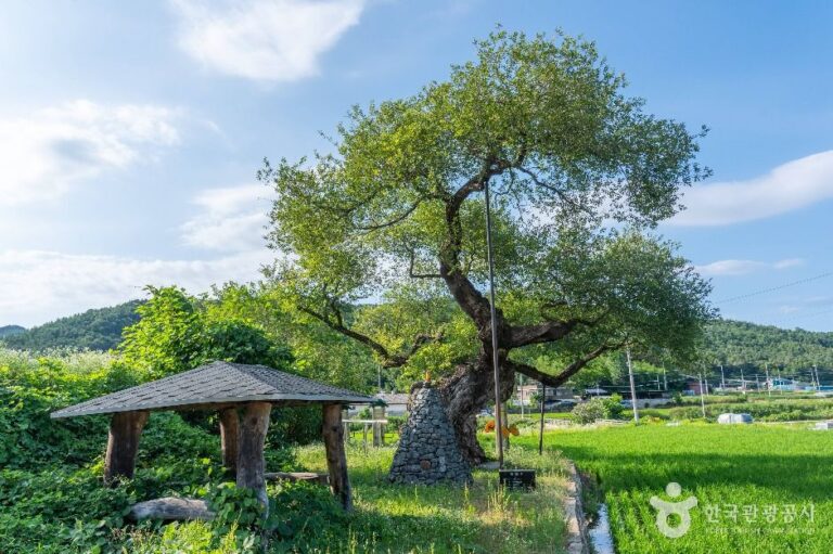 [경북] 구미 금산리 떡버들나무