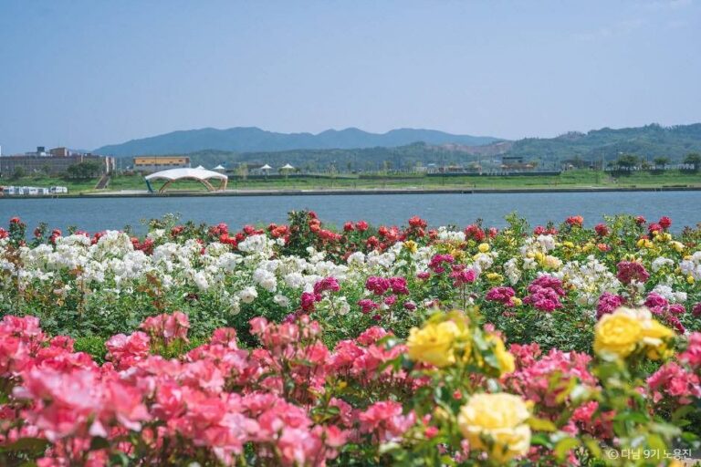 [경북] 형산강 장미원