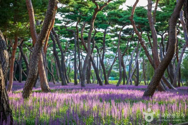 [경북] 황성공원