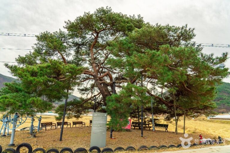 [경북] 의성 월소리 소나무