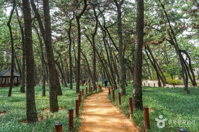 [경북] 송도솔밭도시숲