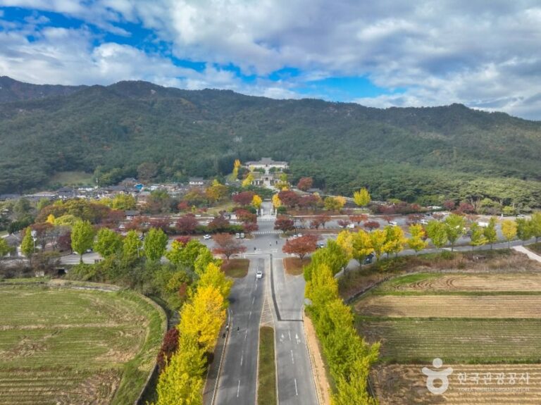 [경북] 통일전 은행나무길