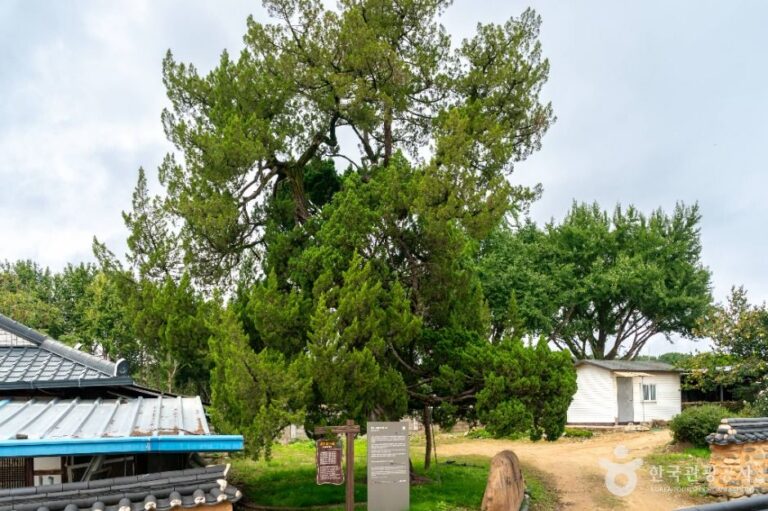 [경북] 의성 사촌리 향나무