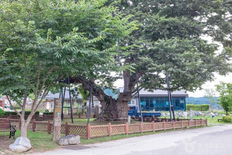 [경북] 청송 신기리 느티나무