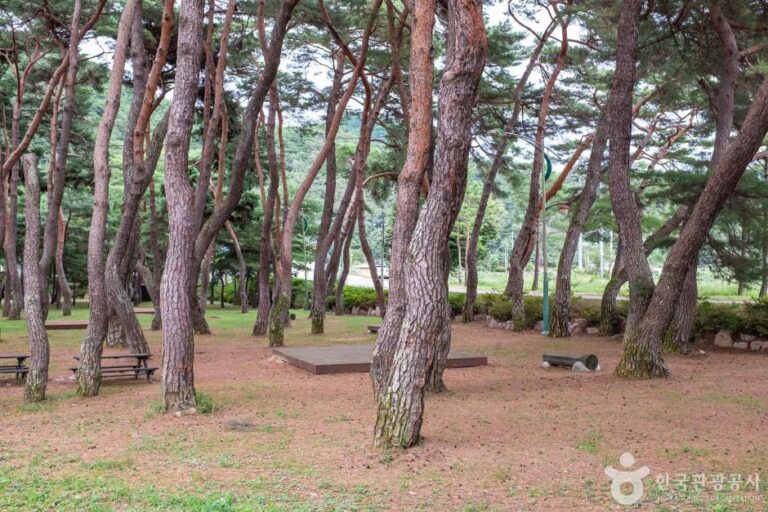 [경북] 중평솔밭