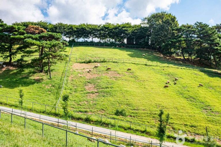 [경북] 칠곡양떼목장