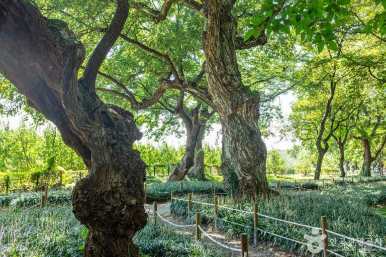 [경북] 영천 자천리 오리장림